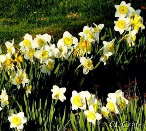 2016daffodilsaa